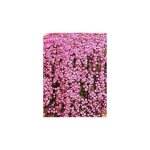 Drosanthemum hispidum (barbe de jupiter) en panier 18cm photos relles plante suspendue