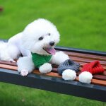 �charpe tricot�e pour chien de no�l et boule en peluche blanche pour l'hiver