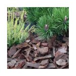 corce de pin de jardin conifre 80l 20 - 50mm