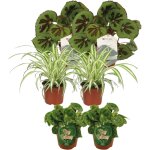 Ensemble begonia + chlorophytum (m�lange) - 6 pi�ces, diam�tre 12cm, hauteur 20 - 30cm? comfortxl green ...