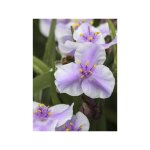 Eph�m�re de virginie 'pink chablis' pot de 2l / 3l