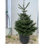 pica (abies nordmanniana) sapin de normandie h 150 / 160cm enracin