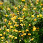 �pine - vinette - berberis buxifolia 'nana' - 20 - 25 cm pot