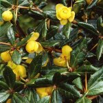 �pine - vinette - berberis frikartii 'amstelveen' - 25 - 30 cm pot