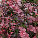 �pine - vinette - berberis ottawensis 'auricoma' - 40 - 50 cm pot