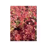 pine - vinette de thunberg 'fireball' pot de 2l / 3l