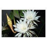 Vivaio garden forest - epiphyllum gant  fleurs blanches langue de belle - mre photos relles pot 14cm ...