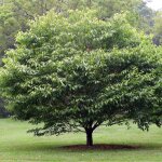 Le jardin du pic vert - erable à feuilles de charme - acer carpinifolium pot de 7, 5l / 10l, baliveau ... Le jardin du pic vert - erable à feuilles de charme - acer carpinifolium pot de 7, 5l / 10l, baliveau ...