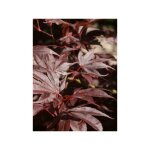 �rable du japon 'bloodgood' pot de 7, 5l / 10l