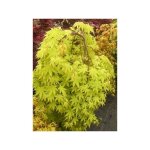 rable du japon 'cascade gold' pot de 12l / 15l, quart de tige