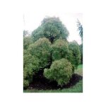 �rable du japon 'dissectum' pot de 3l / 4l