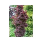 �rable du japon 'twombly's red sentinel' coupe 7, 5l / 10l