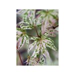 �rable du japon 'ukigumo' pot de 3l / 4l