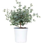 Eucalyptus gunnii - gommier - arbuste - persistant - ?14 cm - hauteur 25 - 35 cm