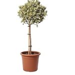 Euonymus japonicus aurea dans un petit arbre, pot de 20 cm de haut, 100 cm de haut