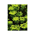 Euphorbe petit - cypr�s godet de 8 / 9 cm