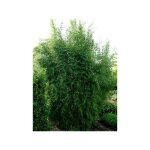 Le jardin du pic vert - fargesia nitida 'great wall' pot de 7, 5l / 10l Le jardin du pic vert - fargesia nitida 'great wall' pot de 7, 5l / 10l