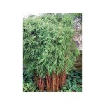 Le jardin du pic vert - fargesia nitida 'red dragon' pot de 4l / 5l