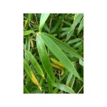 Le jardin du pic vert - fargesia robusta 'pingwu' pot de 4l / 5l