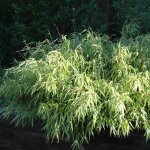 Le jardin du pic vert - fargesia rufa pot de 2l / 3l 30 / 40cm