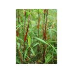 Le jardin du pic vert - fargesia scabrida 'asian wonder' pot de 4l / 5l
