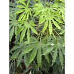Fatsia de taiwan 'green fingers' pot de 6l / 7l