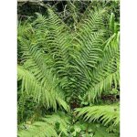 Fausse foug�re m�le pot de 2l / 3l