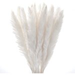 Lot de 30 roseaux naturels, magnifiques tiges duveteuses pour mariage, compositions florales et décoration ... Lot de 30 roseaux naturels, magnifiques tiges duveteuses pour mariage, compositions florales et décoration ...