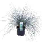 Festuca glauca azura blue - plante d�corative gazonnante bleue - �19cm - ?40cm - �14 - ?30cm? comfortxl ...