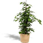 Ficus benjamina ?danielle? �21 cm h95 cm avec panier mand selin ? comfortxl green