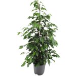 Ficus benjamina danielle en pot �21cm hauteur 95cm. plante verte type ficus benjamina danielle, livr�e ...