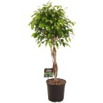 Ficus benjamina exotica en pot �27cm hauteur 120cm. plante verte type ficus benjamina exotica, livr�e ...