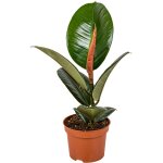 Ficus elastica robusta - caoutchouc - plante d'intérieur - dépolluante - très facile à entretenir - 30 ... Ficus elastica robusta - caoutchouc - plante d'intérieur - dépolluante - très facile à entretenir - 30 ...
