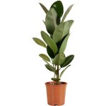 Ficus elastica robusta - h�v�a - plante � caoutchouc - plantes d'int�rieur - purificateur d'air - tr�s ...