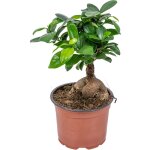 Ficus ginseng - bonsa - plantes d'intrieur - dpolluante - facile d'entretien - 20 - 30 cm de haut ...