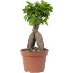 Ficus ginseng - bonsaï - plantes d'intérieur - dépolluante - facile d'entretien - 25 - 35 cm de haut ... Ficus ginseng - bonsaï - plantes d'intérieur - dépolluante - facile d'entretien - 25 - 35 cm de haut ...