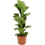 Ficus lyrata bambino - plante à feuilles de violon - plantes d'intérieur - purifiant l'air - facile d'entretie ... Ficus lyrata bambino - plante à feuilles de violon - plantes d'intérieur - purifiant l'air - facile d'entretie ...