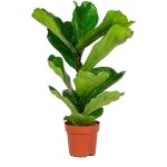 Ficus lyrata - figuier lyre - plante d'intrieur - dpolluante - facile d'entretien - 50 - 60 cm de haut ...