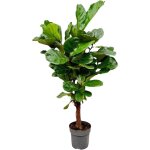 Ficus lyrata ramifi� 140?160 cm pot �27?30 cm ? plante d?int�rieur tropicale comfortxl green