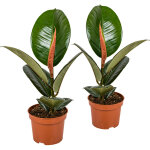 Bloomique - lot de 2 - ficus elastica robusta - caoutchouc - plante d'intérieur - dépolluante - très ... Bloomique - lot de 2 - ficus elastica robusta - caoutchouc - plante d'intérieur - dépolluante - très ...