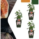 Figuier bio (ficus carica) ? lot de 3 plantes fruit�res �13 cm h20?25 cm ? comfortxl green