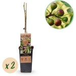 Figuier ficus carica little miss figgy fruits rouges 2 plantes pot 15 cm hauteur 50 cm? comfortxl green ...