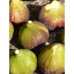 Le jardin du pic vert - figuier 'goutte d'or' pot de 3l / 4l, buisson