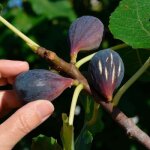 Figuier 'noir de caromb' (ficus carica 'noir de caromb')
