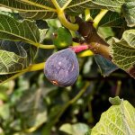 Ppinires naudet - figuier carica 'rouge de bordeaux' (ficus carica 'rouge de bordeaux')