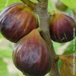 Figuier rouge de juillet� 'minfigfor', ficus carica / pot de 3l