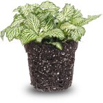 Fittonia wit en pot. plante verte type fittonia wit, livr�e en pot, id�ale pour int�rieur lumineux.