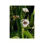 Fl�che d'eau godet de 8 / 9 cm