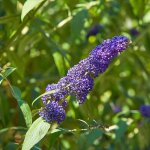 Arbre aux papillons empire blue - buddleja davidii empire blue pot 3l