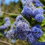 Canothe burkwoodii - ceanothus burkwoodii pot 3l